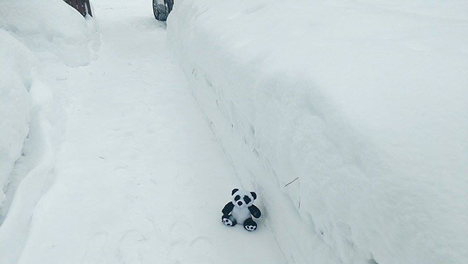 My companion Panda out in four feet of snow in front of my house at Lake Tahoe